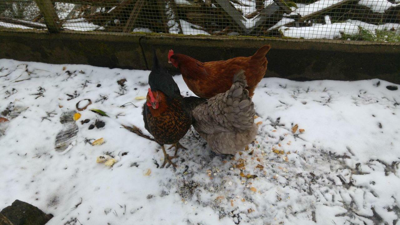 La Cabane Des Beaux Chenes Evrunes Esterno foto